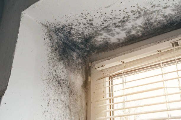 Affordable Black Mold Remediation solutions in Henderson, TN